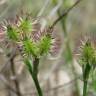 Fotografia 15 da espécie Caucalis platycarpos do Jardim Botânico UTAD