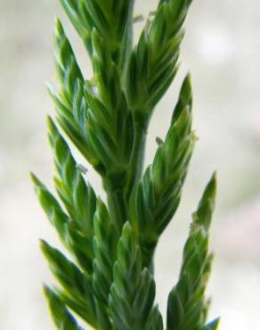 Fotografia 6 da espécie Catapodium marinum no Jardim Botânico UTAD