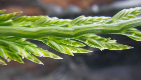 Fotografia da espécie Catapodium marinum