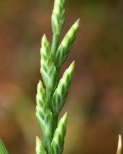 Fotografia da espécie Catapodium marinum