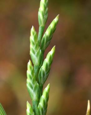 Fotografia 1 da espécie Catapodium marinum no Jardim Botânico UTAD