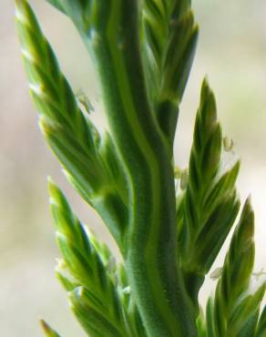 Fotografia 10 da espécie Catapodium marinum no Jardim Botânico UTAD