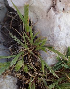 Fotografia 14 da espécie Catapodium marinum no Jardim Botânico UTAD