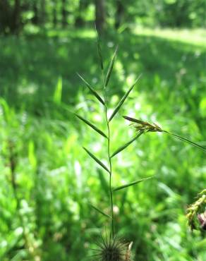 Fotografia 8 da espécie Brachypodium pinnatum no Jardim Botânico UTAD