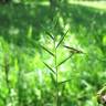 Fotografia 8 da espécie Brachypodium pinnatum do Jardim Botânico UTAD