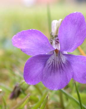 Fotografia 7 da espécie Viola riviniana no Jardim Botânico UTAD