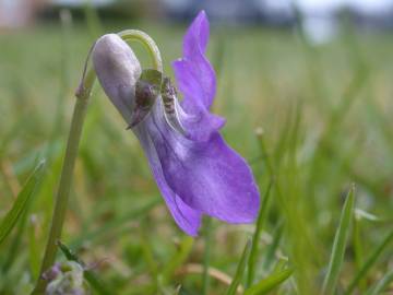 Fotografia da espécie Viola riviniana