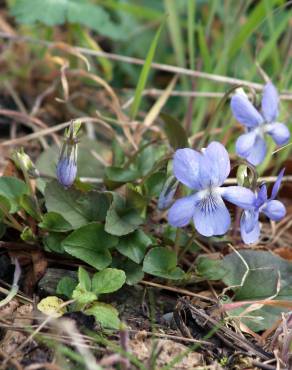 Fotografia 10 da espécie Viola riviniana no Jardim Botânico UTAD