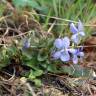 Fotografia 10 da espécie Viola riviniana do Jardim Botânico UTAD