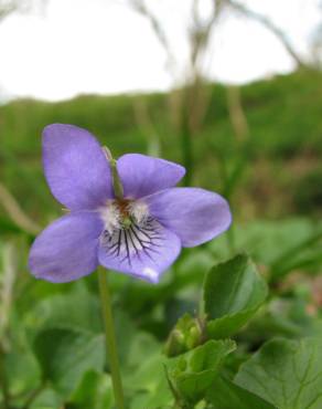 Fotografia 11 da espécie Viola riviniana no Jardim Botânico UTAD