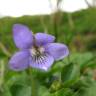 Fotografia 11 da espécie Viola riviniana do Jardim Botânico UTAD