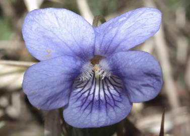 Fotografia da espécie Viola riviniana