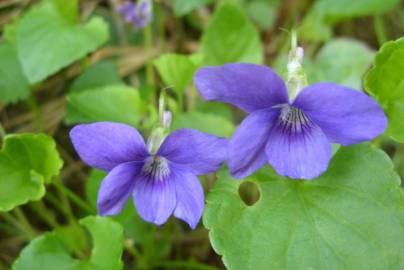 Fotografia da espécie Viola riviniana