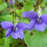 Fotografia 13 da espécie Viola riviniana do Jardim Botânico UTAD