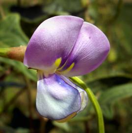 Fotografia da espécie Vigna unguiculata
