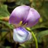 Fotografia 8 da espécie Vigna unguiculata do Jardim Botânico UTAD