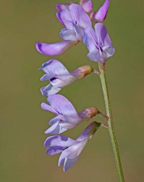 Fotografia 9 da espécie Vicia tetrasperma no Jardim Botânico UTAD