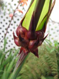 Fotografia da espécie Watsonia meriana