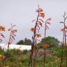 Fotografia 7 da espécie Watsonia meriana do Jardim Botânico UTAD