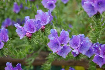 Fotografia da espécie Echium plantagineum