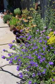 Fotografia da espécie Echium plantagineum