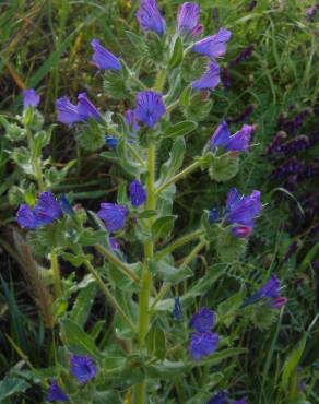 Fotografia 12 da espécie Echium plantagineum no Jardim Botânico UTAD