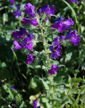 Fotografia 13 da espécie Echium plantagineum no Jardim Botânico UTAD