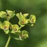 Fotografia 10 da espécie Euphorbia hirsuta do Jardim Botânico UTAD