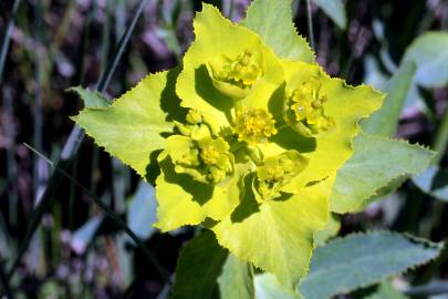 Fotografia da espécie Euphorbia serrata