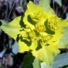 Fotografia 13 da espécie Euphorbia serrata do Jardim Botânico UTAD