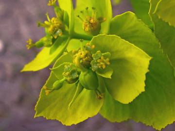 Fotografia da espécie Euphorbia serrata