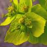 Fotografia 14 da espécie Euphorbia serrata do Jardim Botânico UTAD
