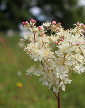 Fotografia 3 da espécie Filipendula vulgaris no Jardim Botânico UTAD