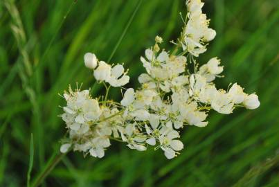 Fotografia da espécie Filipendula vulgaris