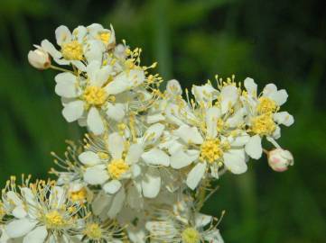 Fotografia da espécie Filipendula vulgaris