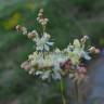 Fotografia 6 da espécie Filipendula vulgaris do Jardim Botânico UTAD