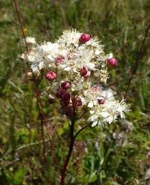 Fotografia da espécie Filipendula vulgaris