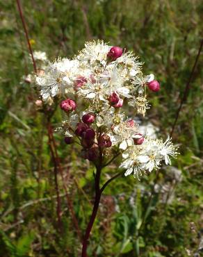 Fotografia 7 da espécie Filipendula vulgaris no Jardim Botânico UTAD