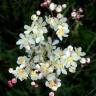 Fotografia 8 da espécie Filipendula vulgaris do Jardim Botânico UTAD