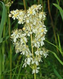 Fotografia da espécie Filipendula vulgaris