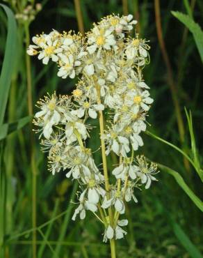 Fotografia 9 da espécie Filipendula vulgaris no Jardim Botânico UTAD