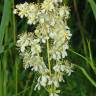 Fotografia 9 da espécie Filipendula vulgaris do Jardim Botânico UTAD