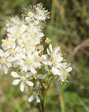 Fotografia 10 da espécie Filipendula vulgaris no Jardim Botânico UTAD