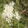 Fotografia 10 da espécie Filipendula vulgaris do Jardim Botânico UTAD