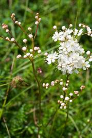 Fotografia da espécie Filipendula vulgaris