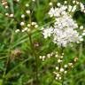 Fotografia 11 da espécie Filipendula vulgaris do Jardim Botânico UTAD