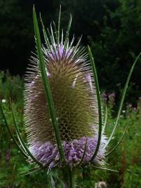 Fotografia da espécie Dipsacus fullonum