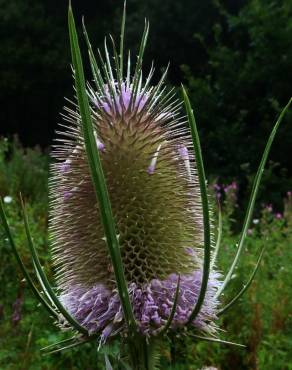 Fotografia 7 da espécie Dipsacus fullonum no Jardim Botânico UTAD