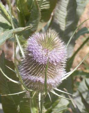 Fotografia 8 da espécie Dipsacus fullonum no Jardim Botânico UTAD