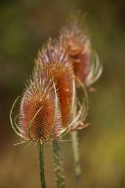 Fotografia da espécie Dipsacus fullonum